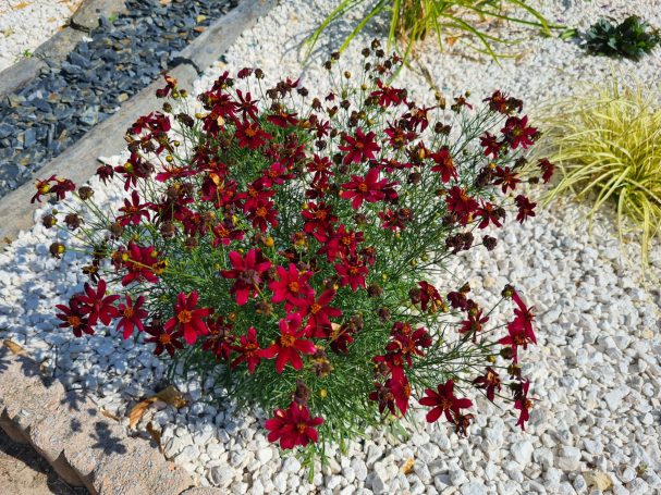 Suivi et évolution du jardin