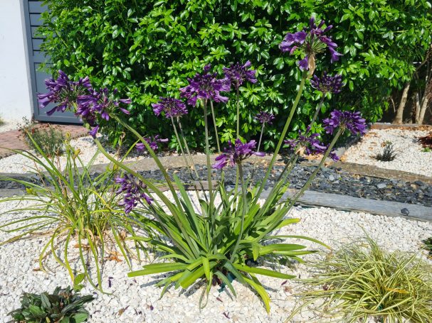 Suivi et évolution du jardin