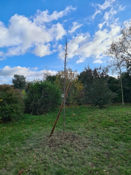 Arbres fruitiers et d'ornement