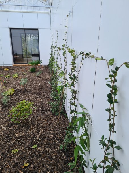 Plantes grimpantes