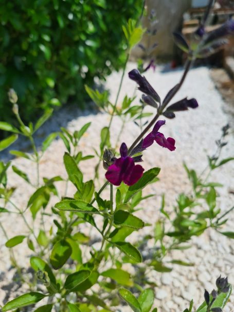 Suivi et évolution du jardin